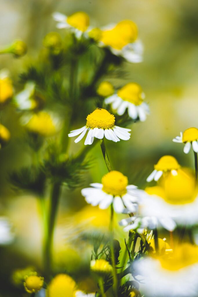 trattamenti naturali con oli essenziali